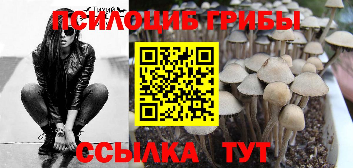 Карабулак  Галлюциногенные грибы Psilocybine cubensis  Вход с VPN 